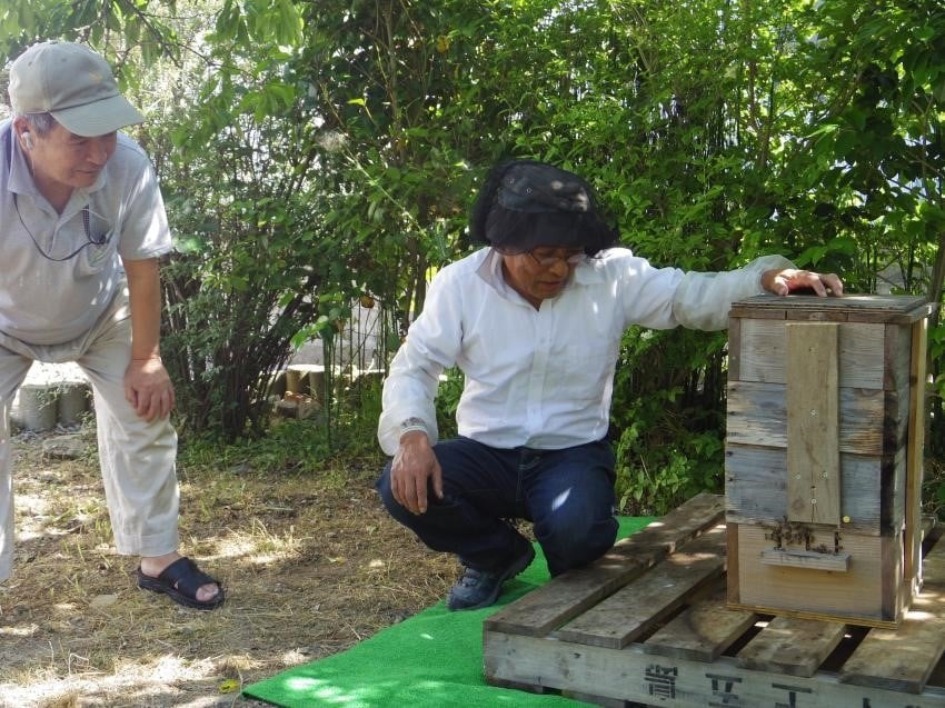 日本ミツバチ養蜂体験 in上五島